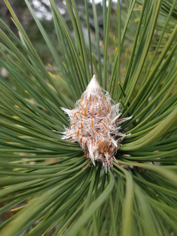 Female Flower of Black Pine Female Flower of Black Pine