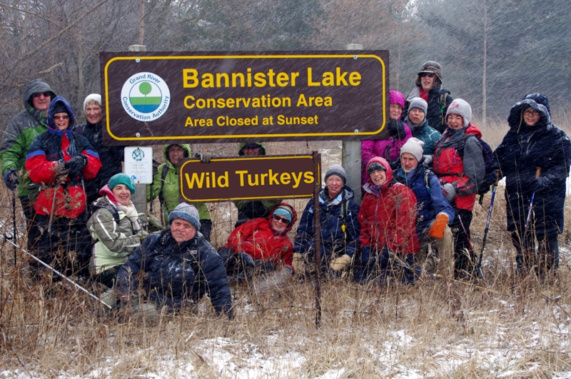 Wild Turkeys Wild Turkeys