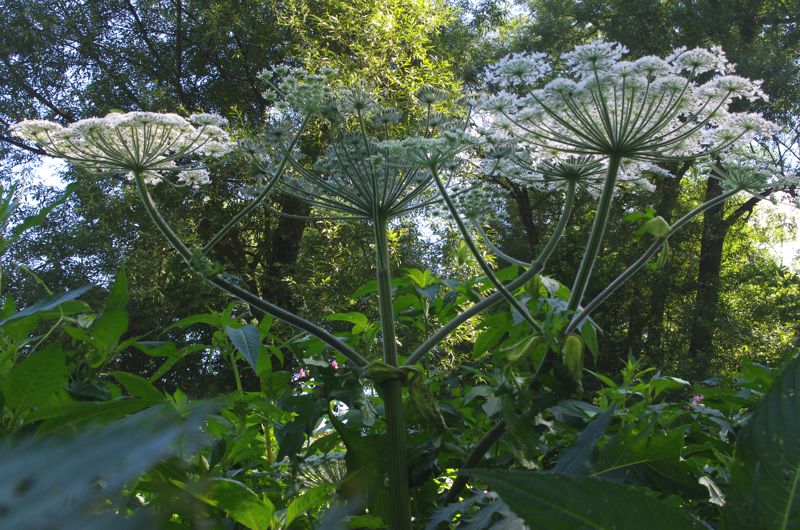 Giant Hogweed near the Conestogo River, Waterloo Giant Hogweed