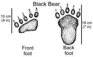 Black Bear Tracks